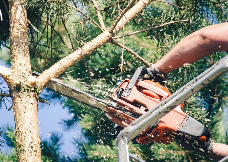 Tree trimming and pruning by Norman Tree Services LLC in Littleton, NH