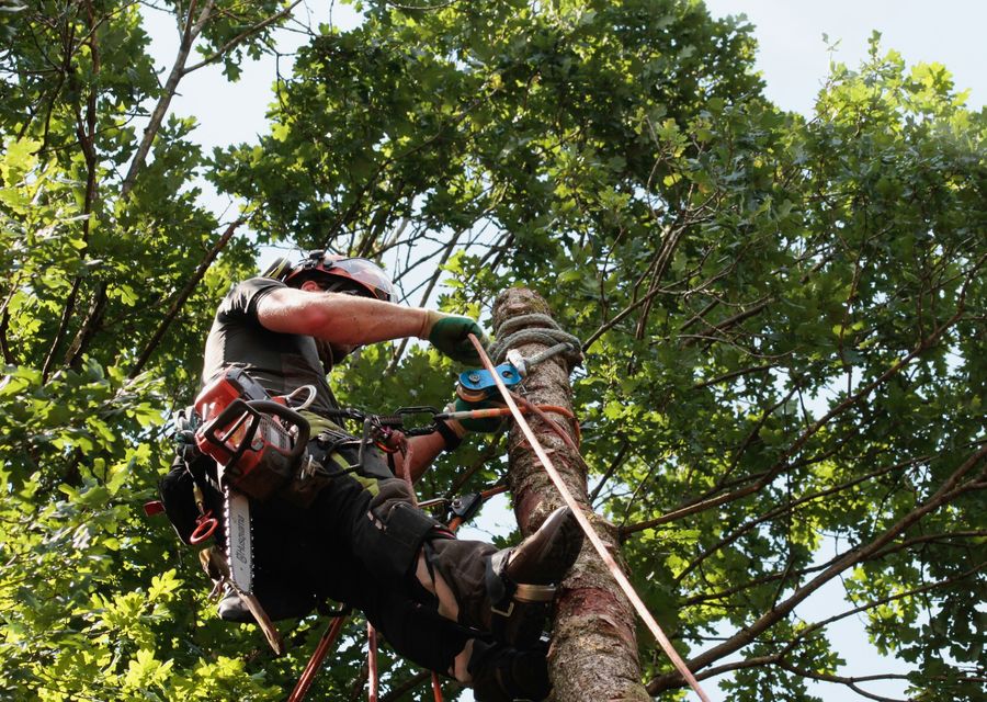 Tree trimming and pruning by E & B Tree Service in Wells, ME