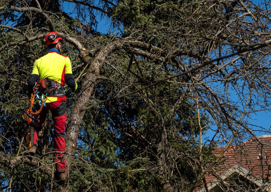 Tree trimming and pruning by Integrity Tree Care in Snellville, GA