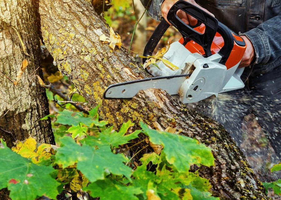 Tree trimming and pruning by JM Tree & Landscape Service in Stallings, NC