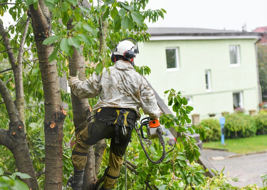 Tree trimming and pruning by Luceros Landscaping & Tree Services in Oak Lawn, IL