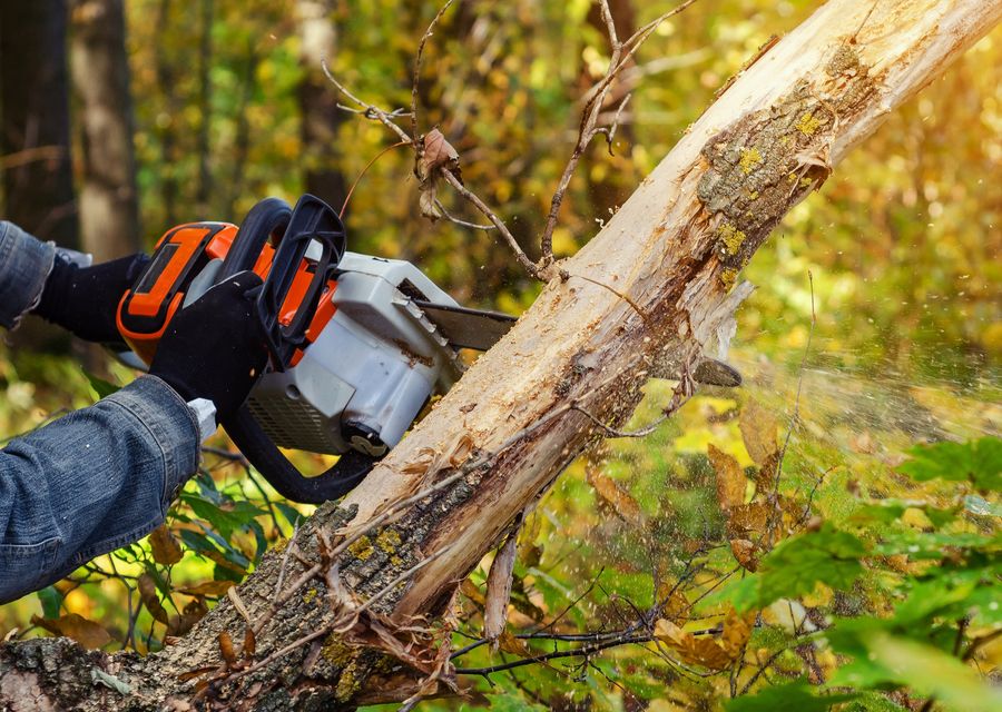 Tree trimming and pruning by Patrick Certified Arborist LLC in Elk Lick, PA