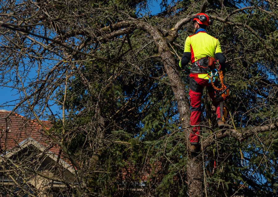 Tree trimming and pruning by Robertson Tree Service in Batesburg-Leesville, SC