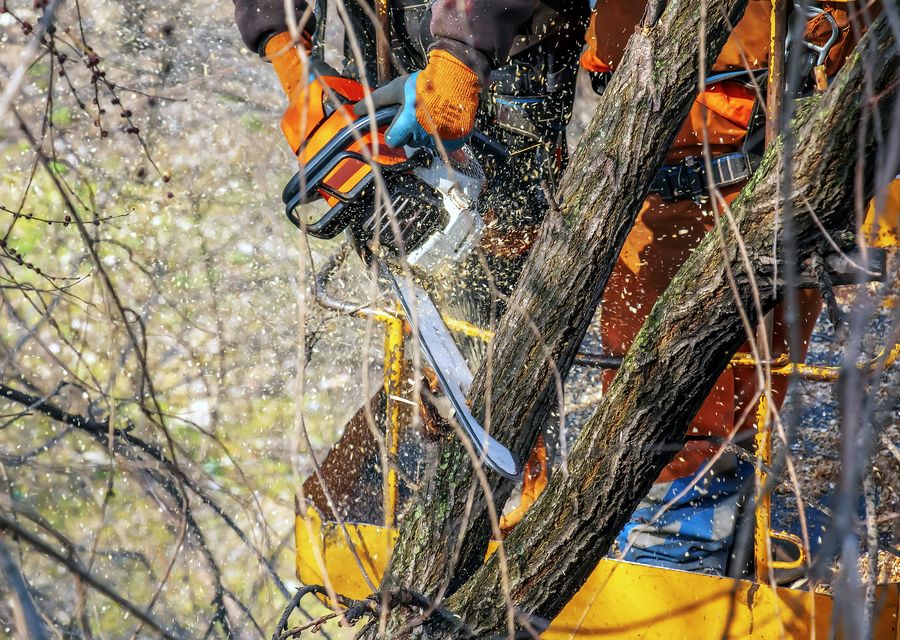 Tree trimming and pruning by Tim's Tree Service in Cicero, IL