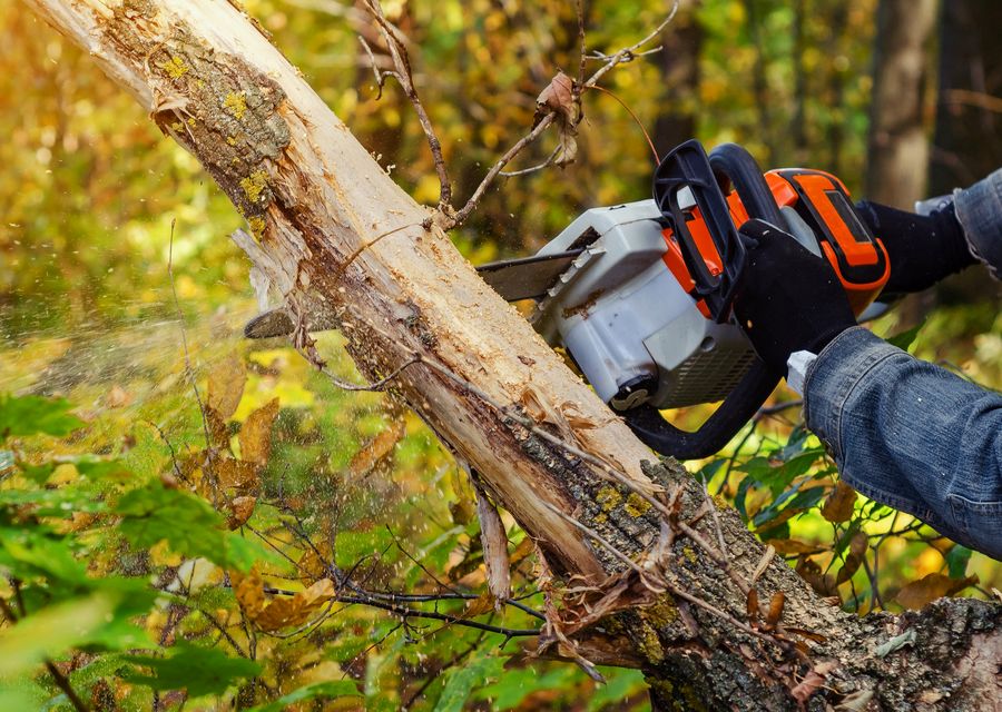 Tree trimming and pruning by Fox Tree Service in Sugar Hill, GA