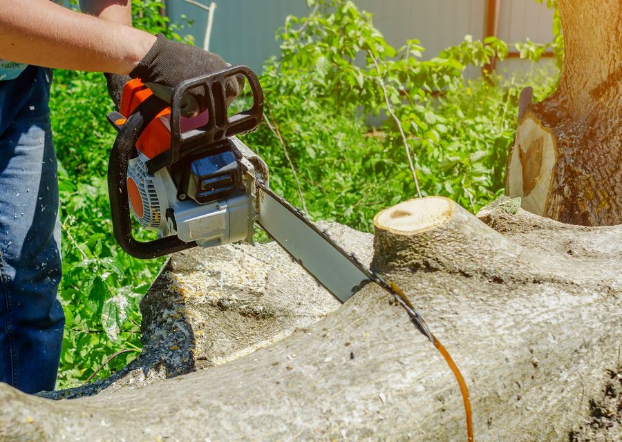 Tree trimming and pruning by Jackson Tree Service & Land Clearing in Waleska, GA