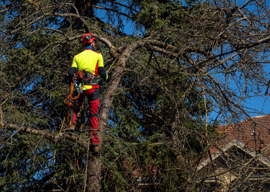 Tree trimming and pruning by Smart Tree Service LLC in Mt Pleasant, PA
