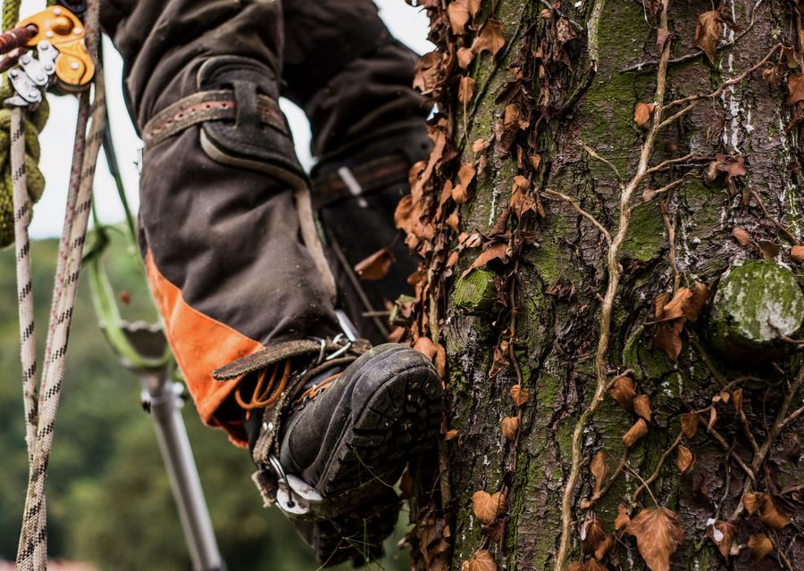 Tree trimming and pruning by Ramalho Tree Service in Mundelein, IL