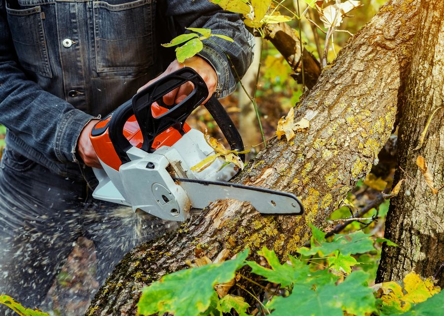Tree trimming and pruning by Best Tree Experts in Pequea, PA