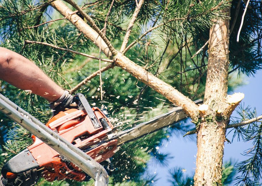 Tree trimming and pruning by Garden of Eden Landscaping LLC in Lower Windsor, PA