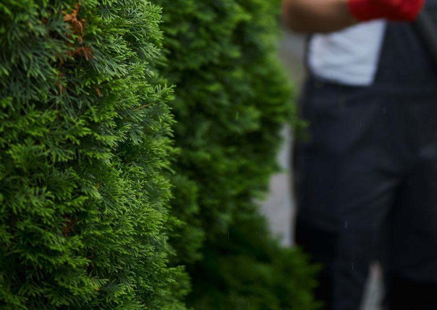 Tree trimming and pruning by Q&F Green Crown care LLC in Beaufort, SC