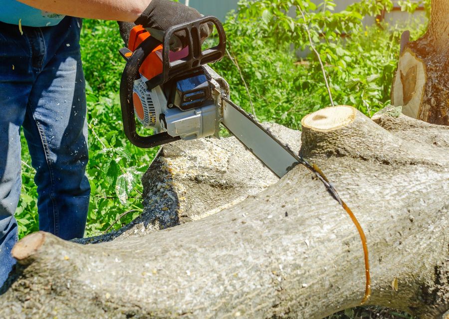 Tree trimming and pruning by Big R Tree Service Inc. in Satellite Beach, FL