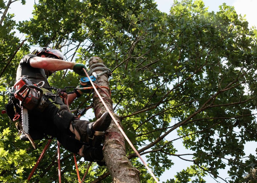 Tree trimming and pruning by Red Maple Tree Services Corp in Zion, IL