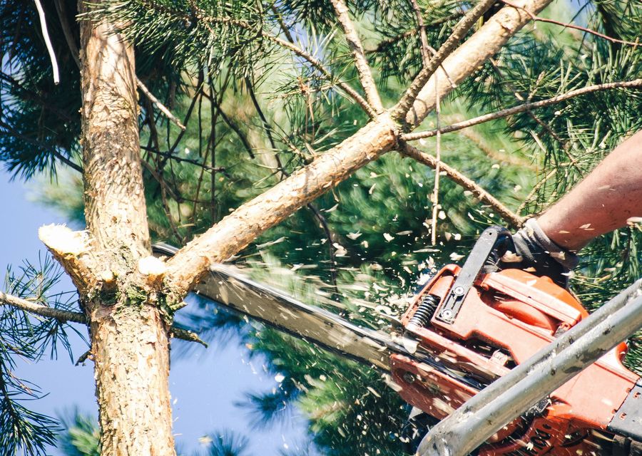 Tree trimming and pruning by P.J.R Landscaping & Tree Service Corp in Peotone, IL