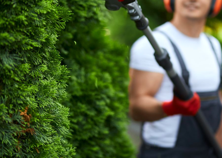 Tree trimming and pruning by LumberJerks tree service in Bridgeport, PA