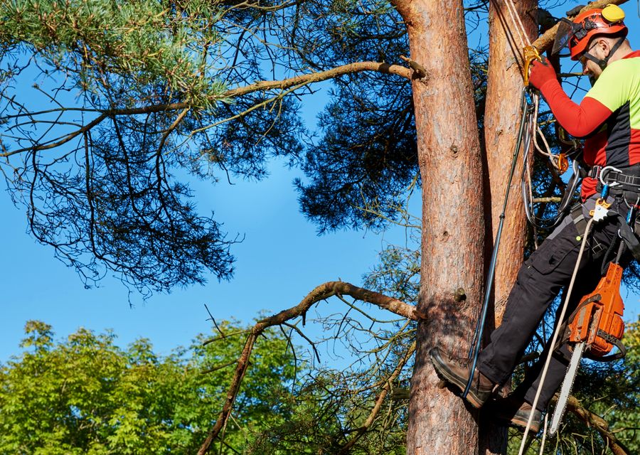 Tree trimming and pruning by Inexpensive Tree Service in Monessen, PA