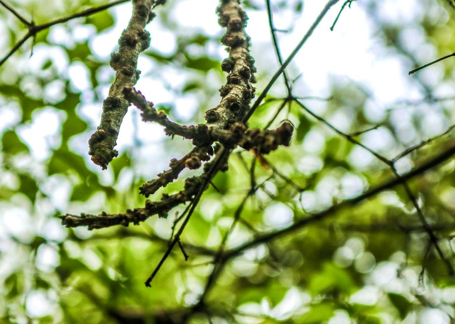 Tree trimming and pruning by Onofre Tree & Lawn Service Since 2010 in St Clair, PA