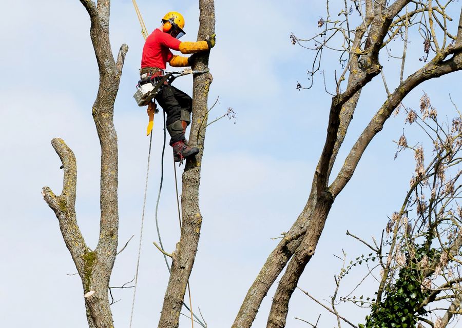 Tree trimming and pruning by Liberty Tree Service LLC in Donegal, PA