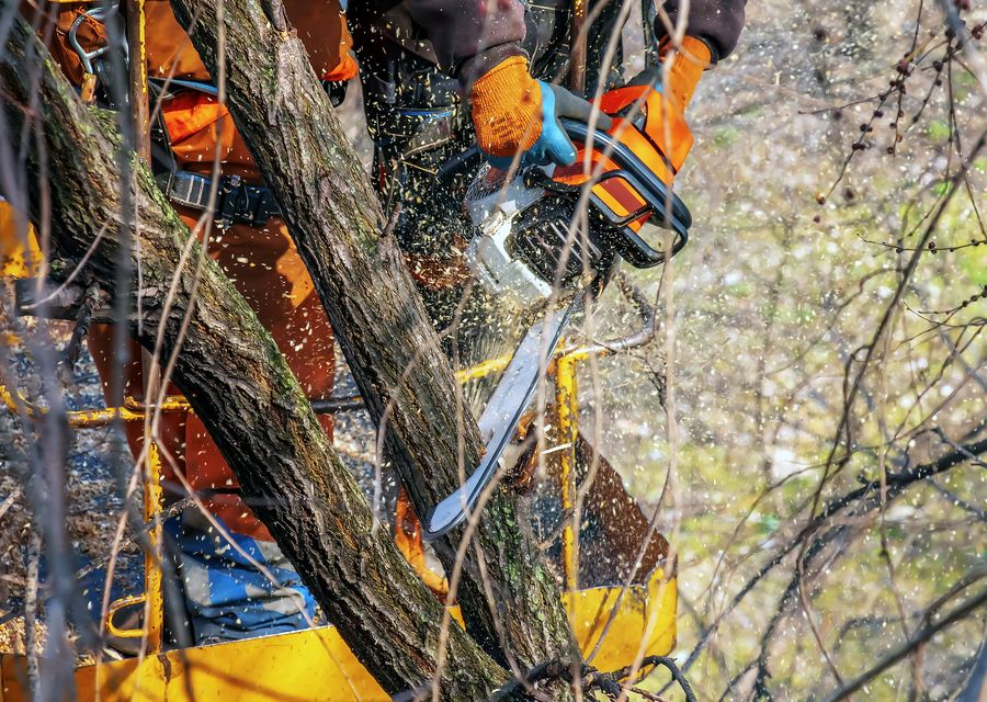Tree trimming and pruning by Long Island Best Tree Service in Woodridge, IL