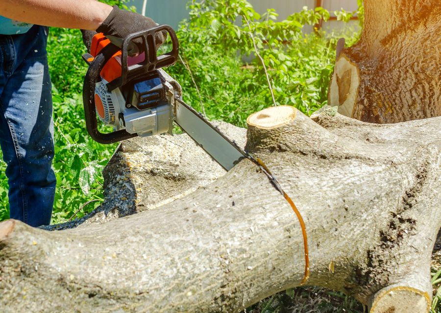 Tree trimming and pruning by Princeton Tree Care in Raymond, NH