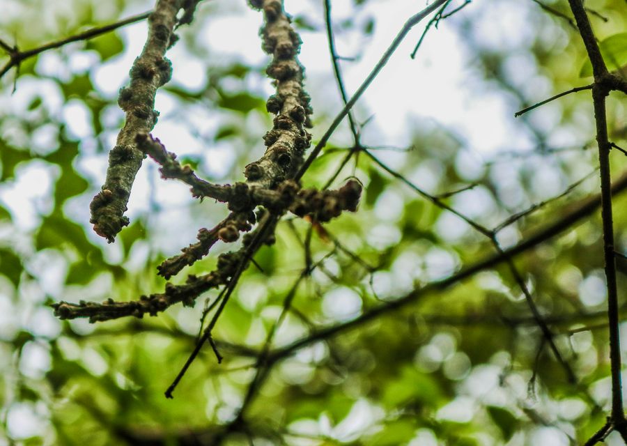 Tree trimming and pruning by Freeport Tree Services in Powder Springs, GA