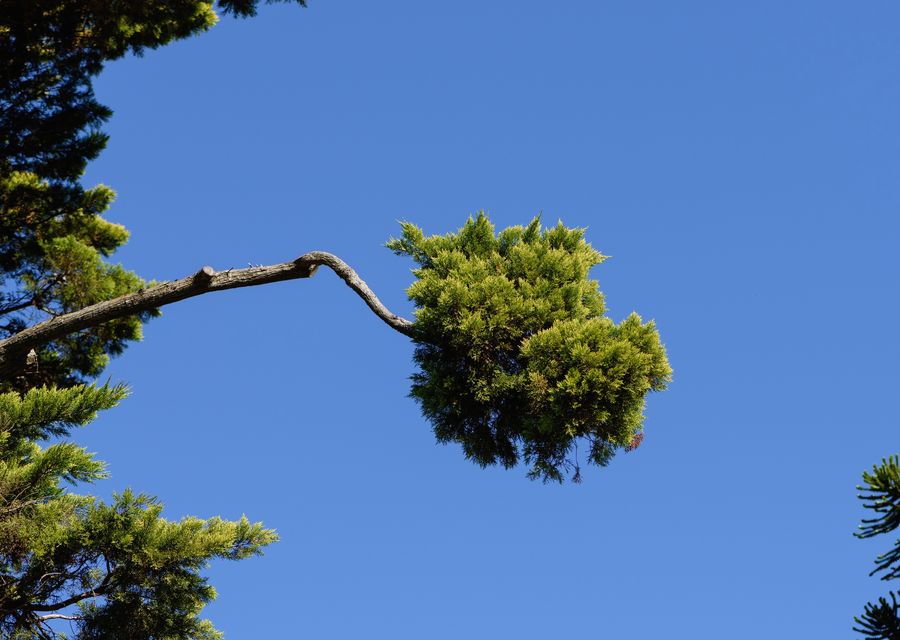Tree trimming and pruning by Bobby L Tree Service LLC in Apopka, FL
