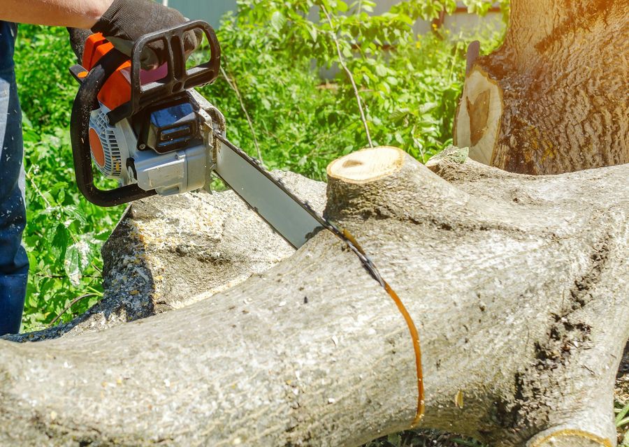 Tree trimming and pruning by B.I.G. Treez in Whitpain, PA