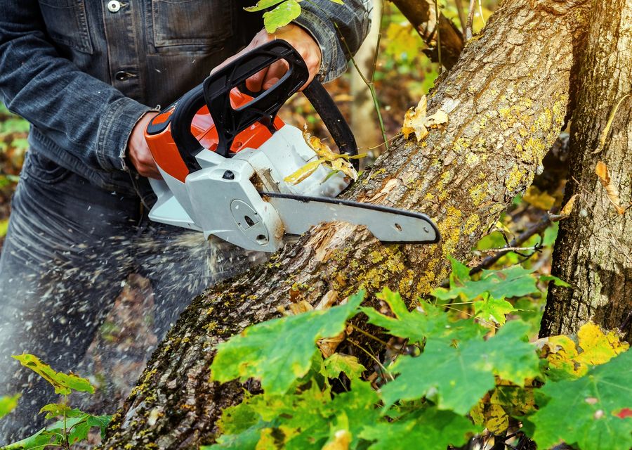 Tree trimming and pruning by Neighborhood tree service in Oak Lawn, IL