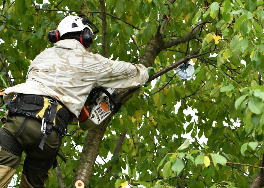 Tree trimming and pruning by USA Pro Tree Service LLC in Penn, PA