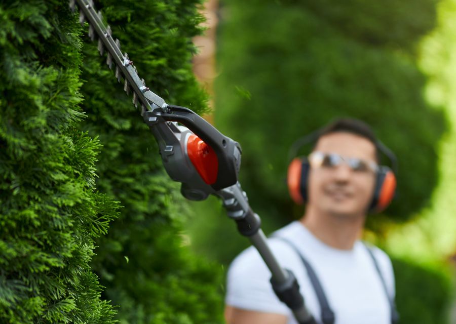 Tree trimming and pruning by Dreidy & Brother Tree Service in Sewickley, PA