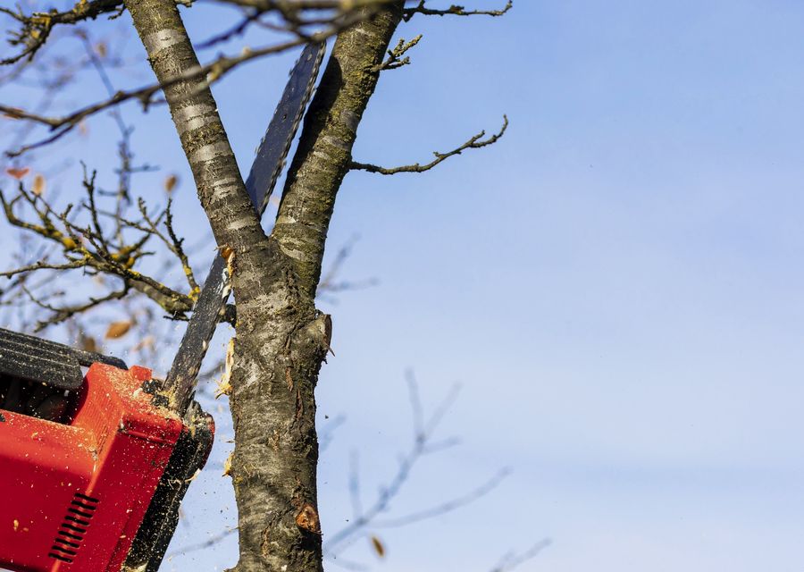 Tree trimming and pruning by Willow Tree Services in Berwyn, IL