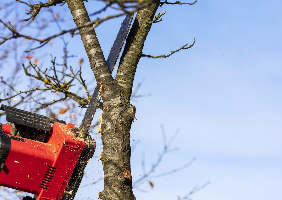 Tree trimming and pruning by Arborescent Tree Service in North Union, PA