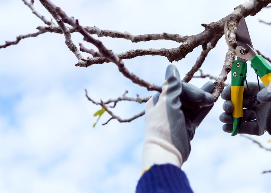 Tree trimming and pruning by Rob's Tree Service in Barnstead, NH