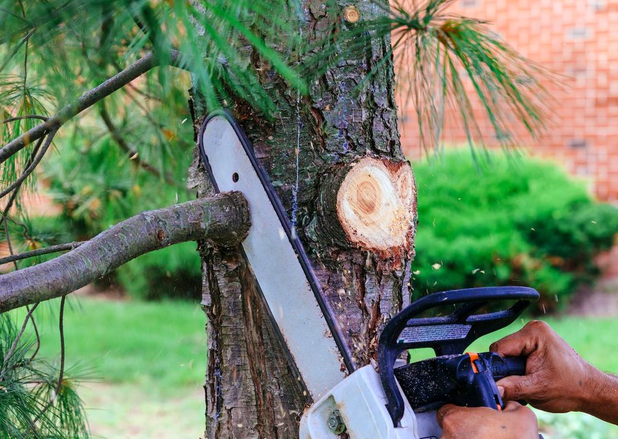Tree trimming and pruning by Tom Tree & Plant Health Care LLC in Crest Hill, IL