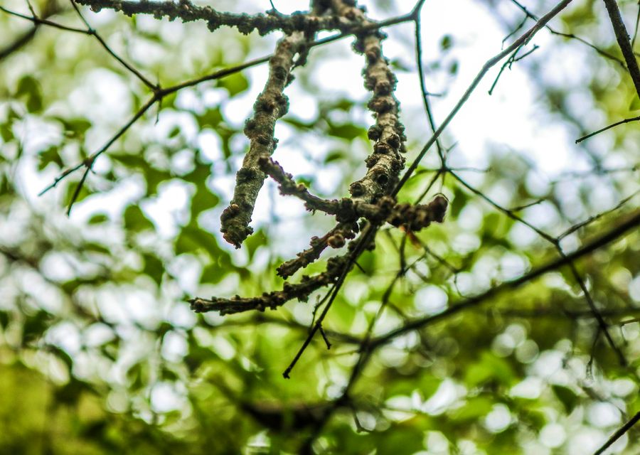 Tree trimming and pruning by JRs Tree Service in Golf, IL