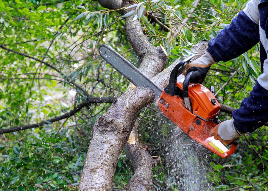 Tree trimming and pruning by Tesla Tree Service in Rostraver, PA
