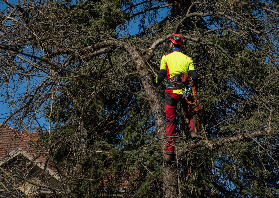 Tree trimming and pruning by Cruz Tree Services, LLC in Mims, FL