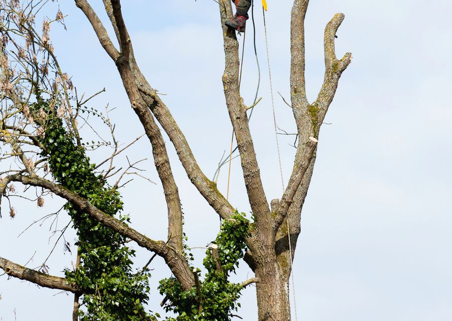 Tree trimming and pruning by Bear Creek Tree Service in Adams, PA