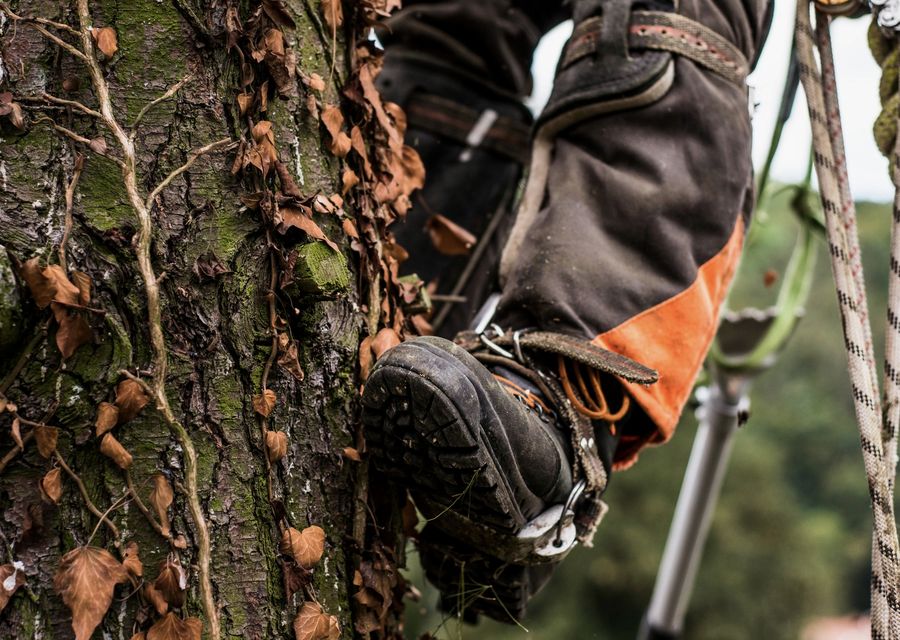 Tree trimming and pruning by Green Island Tree Services in Douglasville, GA