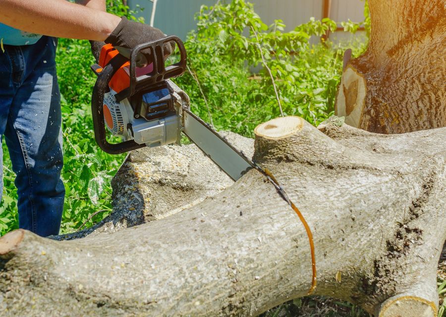 Tree trimming and pruning by Native Tree Service in Johnstown, PA