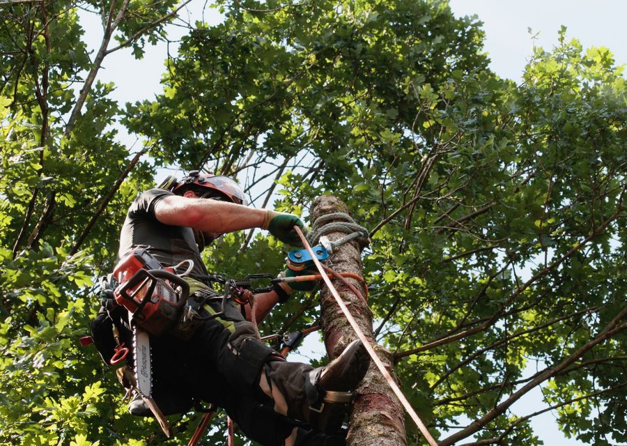 Tree trimming and pruning by Team Gale Tree Service in Lower Southampton, PA