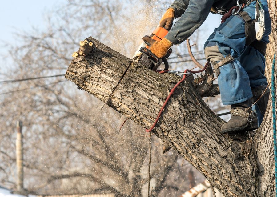 Tree trimming and pruning by Wally's Tree Service in Wood Dale, IL