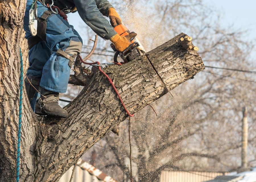 Tree trimming and pruning by Mikes tree Service in Deerfield, IL