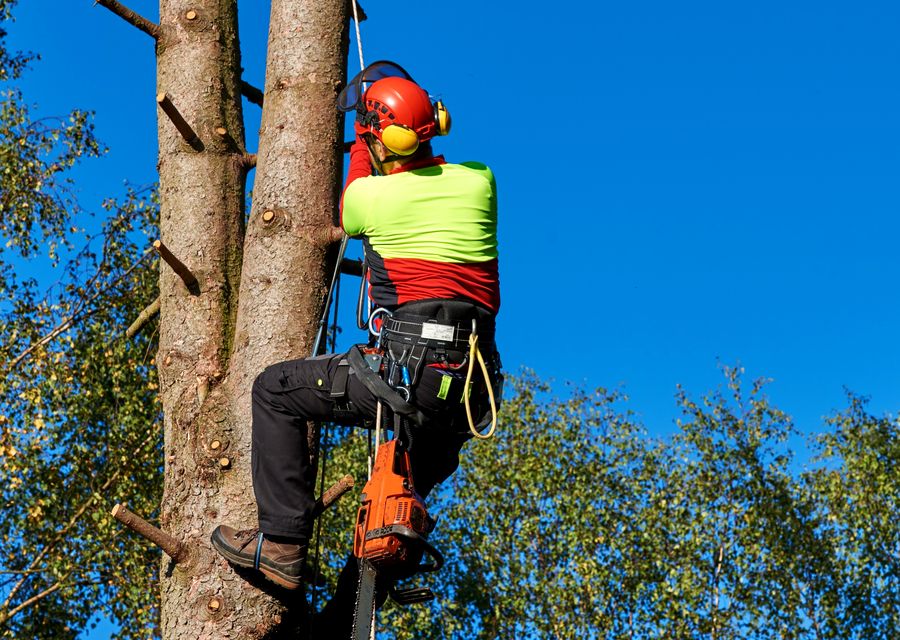 Tree trimming and pruning by Tree Pros, Inc in Derby, VT