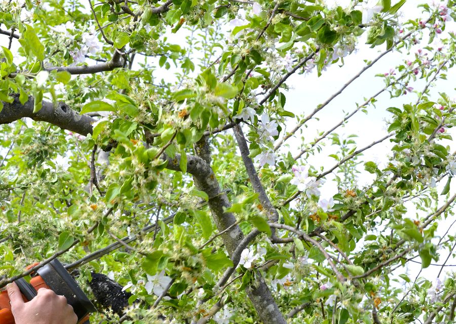 Tree trimming and pruning by Pereira's Tree Services Inc in West Chicago, IL
