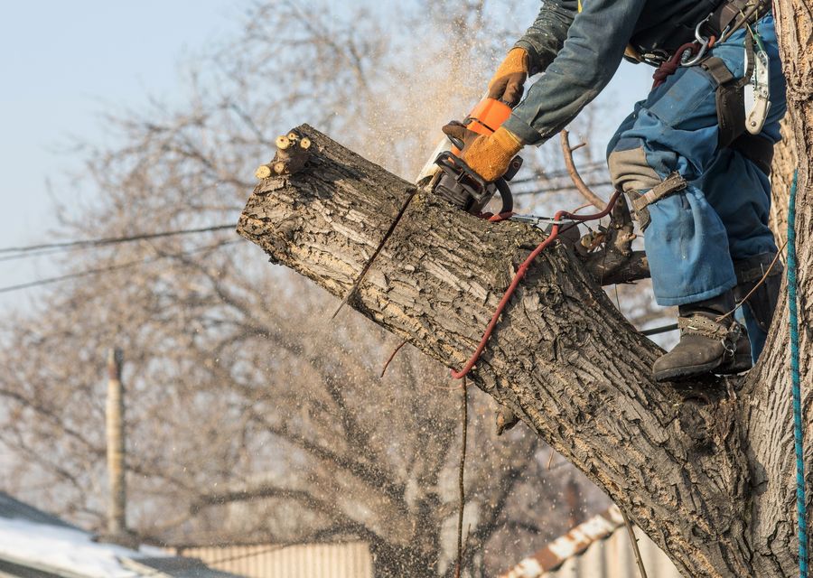 Tree trimming and pruning by Aesthetic Tree Service, Inc. in Derry, PA