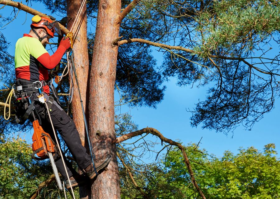 Tree trimming and pruning by Boylan's Tree Service LLC in Michigan City, IN