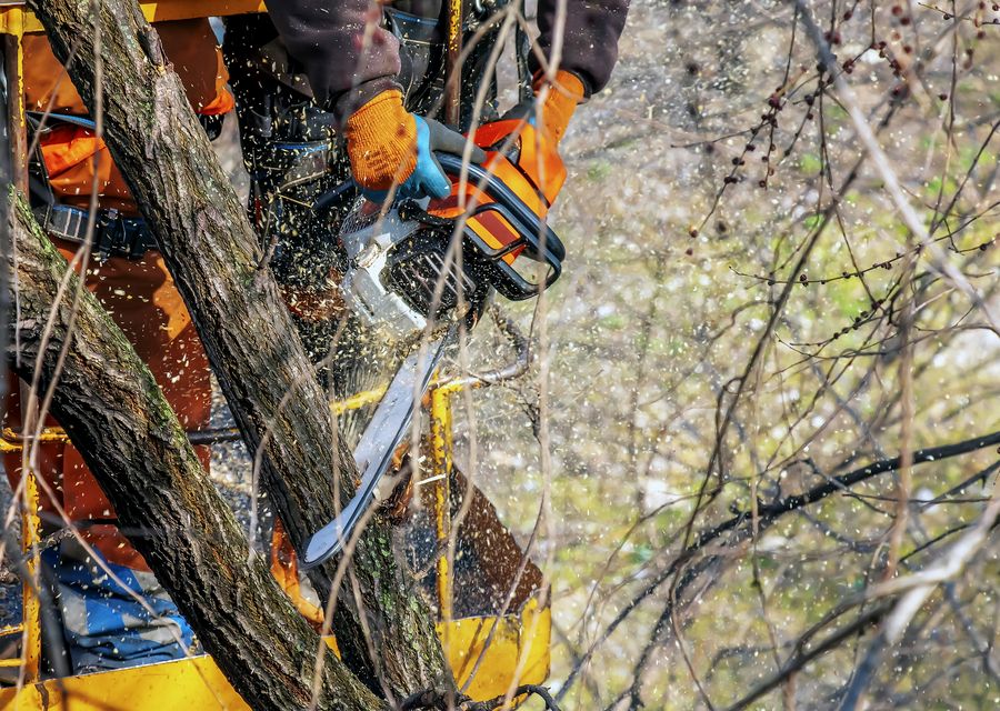 Tree trimming and pruning by Moa Tree Service, Inc. in Broad Top City, PA