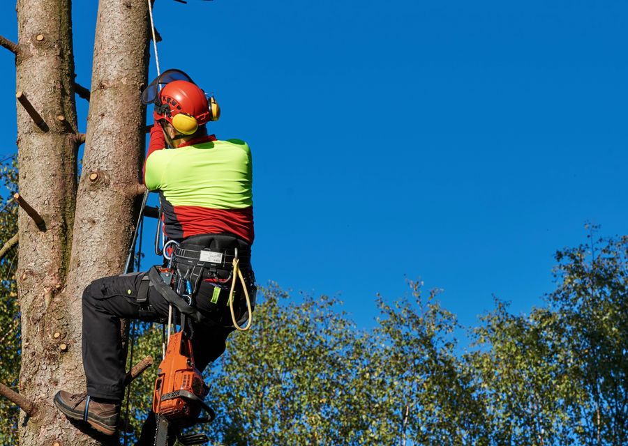 Tree trimming and pruning by Rmm Tree Service Corp. in Lee, NH