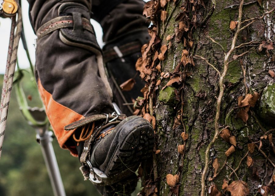 Tree trimming and pruning by Jaguar Tree Service LLC in Pisgah Forest, NC